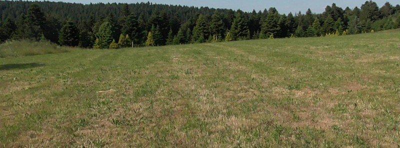 The project Kleine Holzhaus Siedlung im Schwarzwald